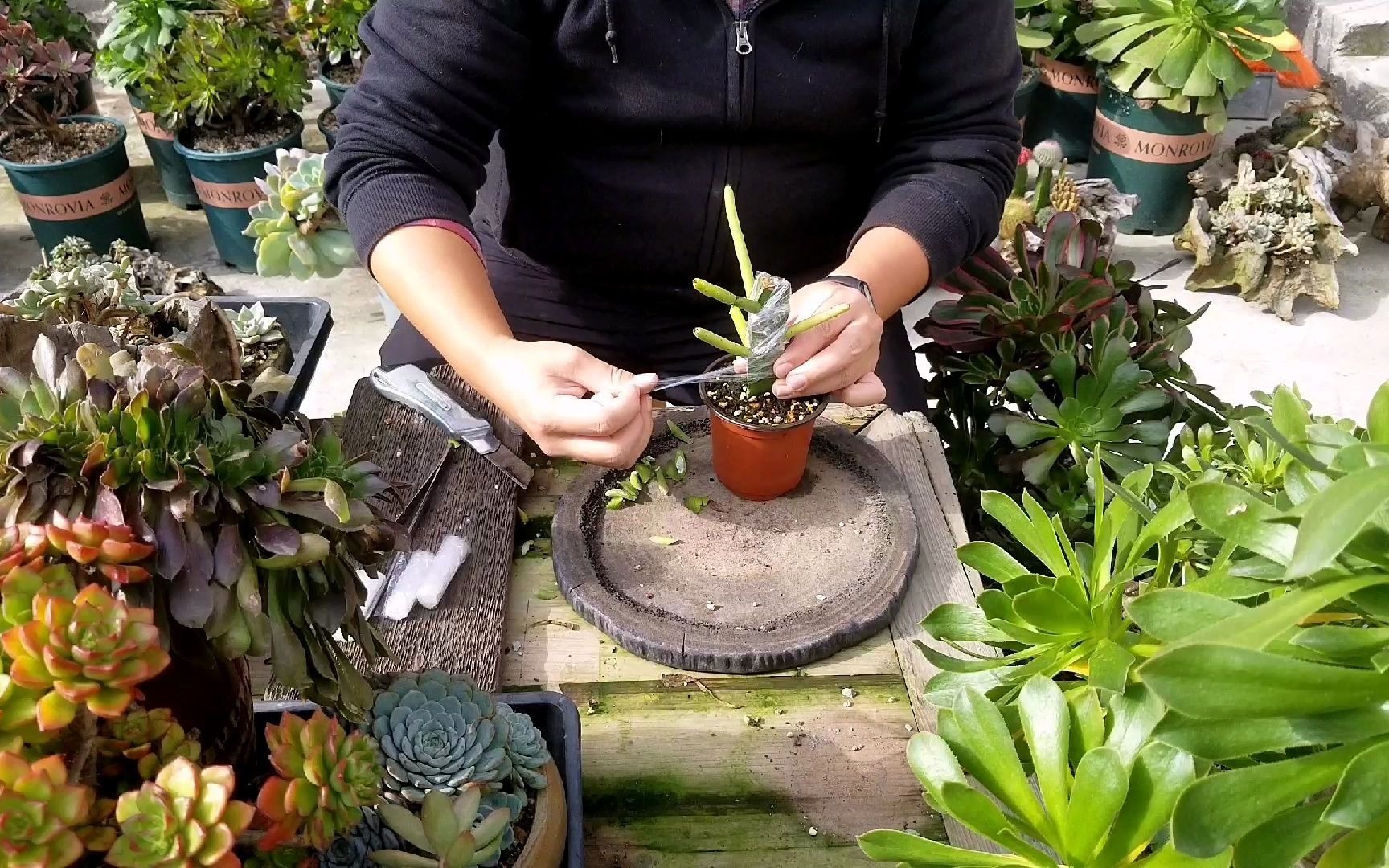 农村小哥异想天开的将光棍树嫁接到仙人掌上,有创意还瞎扯淡?