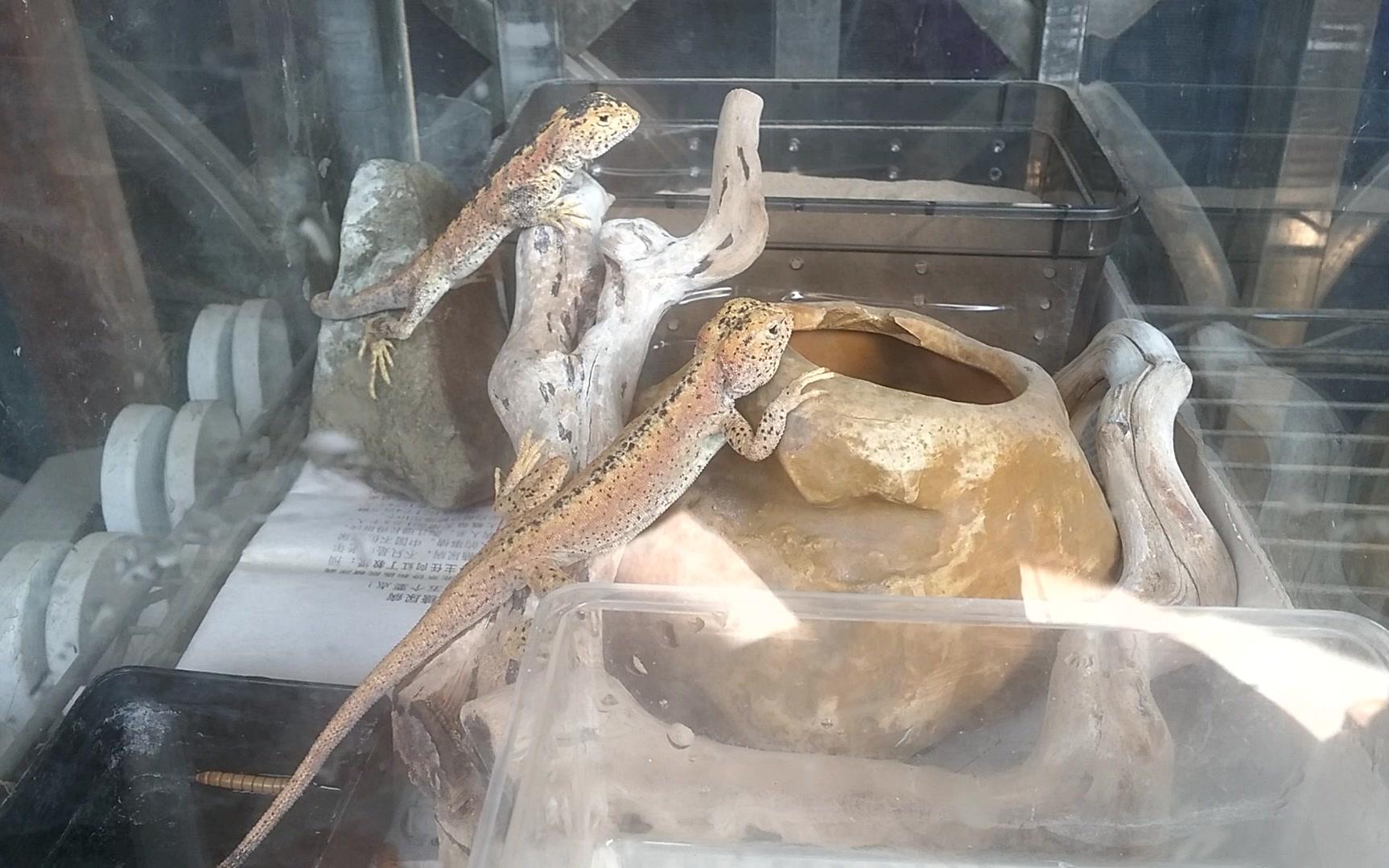 新来的华丽沙蜥熟悉环境中