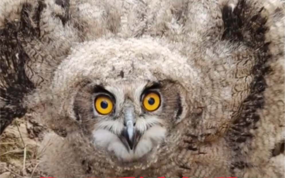 请不要为了拍视频近距离接触雕鸮幼崽