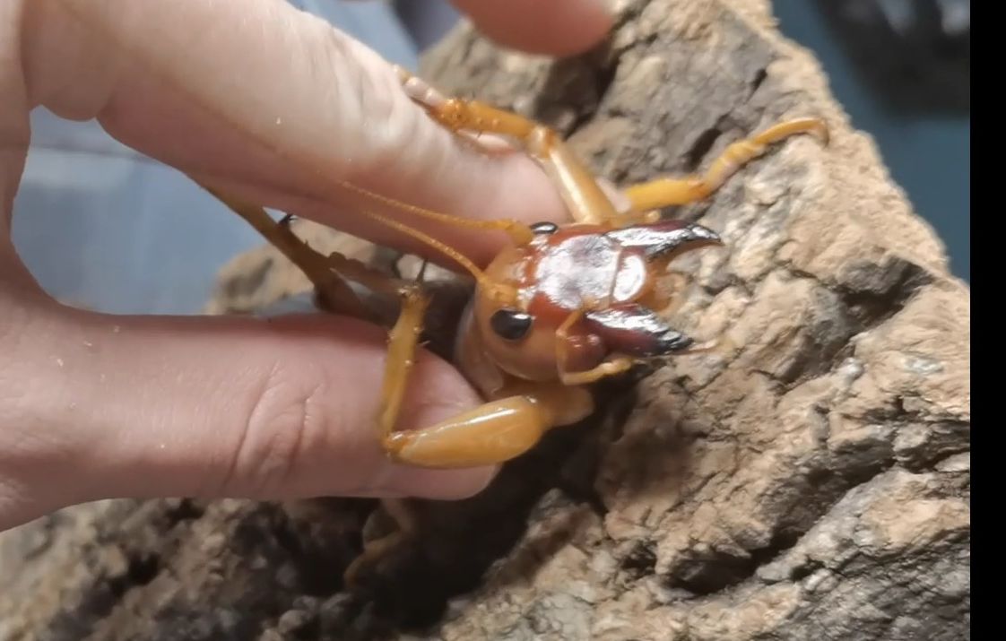 为什么这蟋蟀这么难抓?