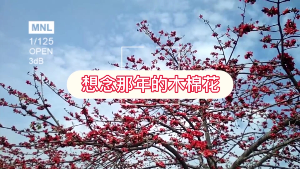 [图]那年的木棉花