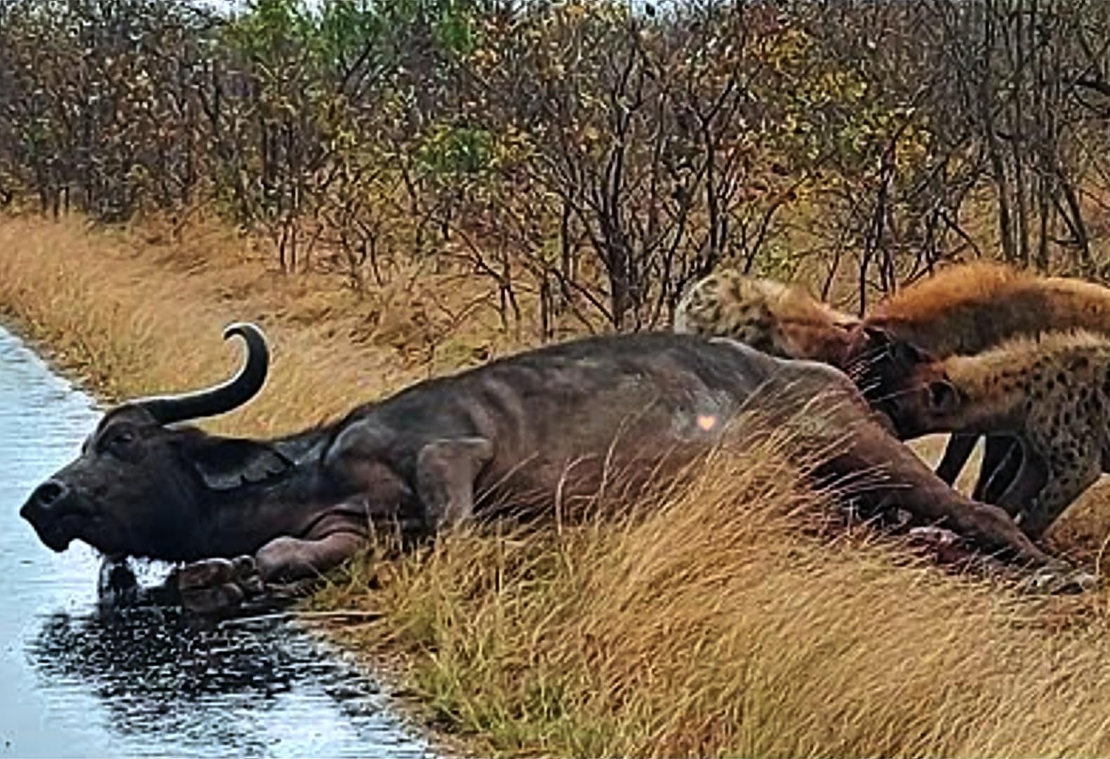 水牛躺地任由鬣狗活吃,场面异常惨烈不忍直视,真实的弱肉强食