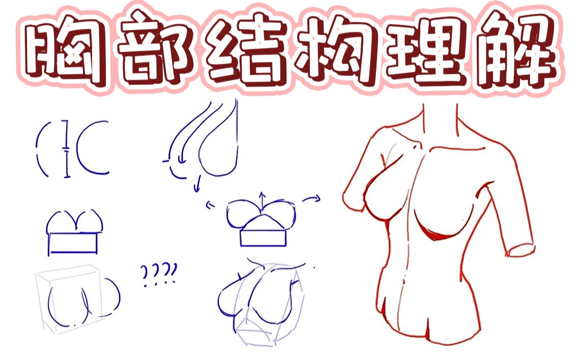 【板绘人体新手向】胸部该怎么画?位置?结构?走向?哔哩哔哩bilibili