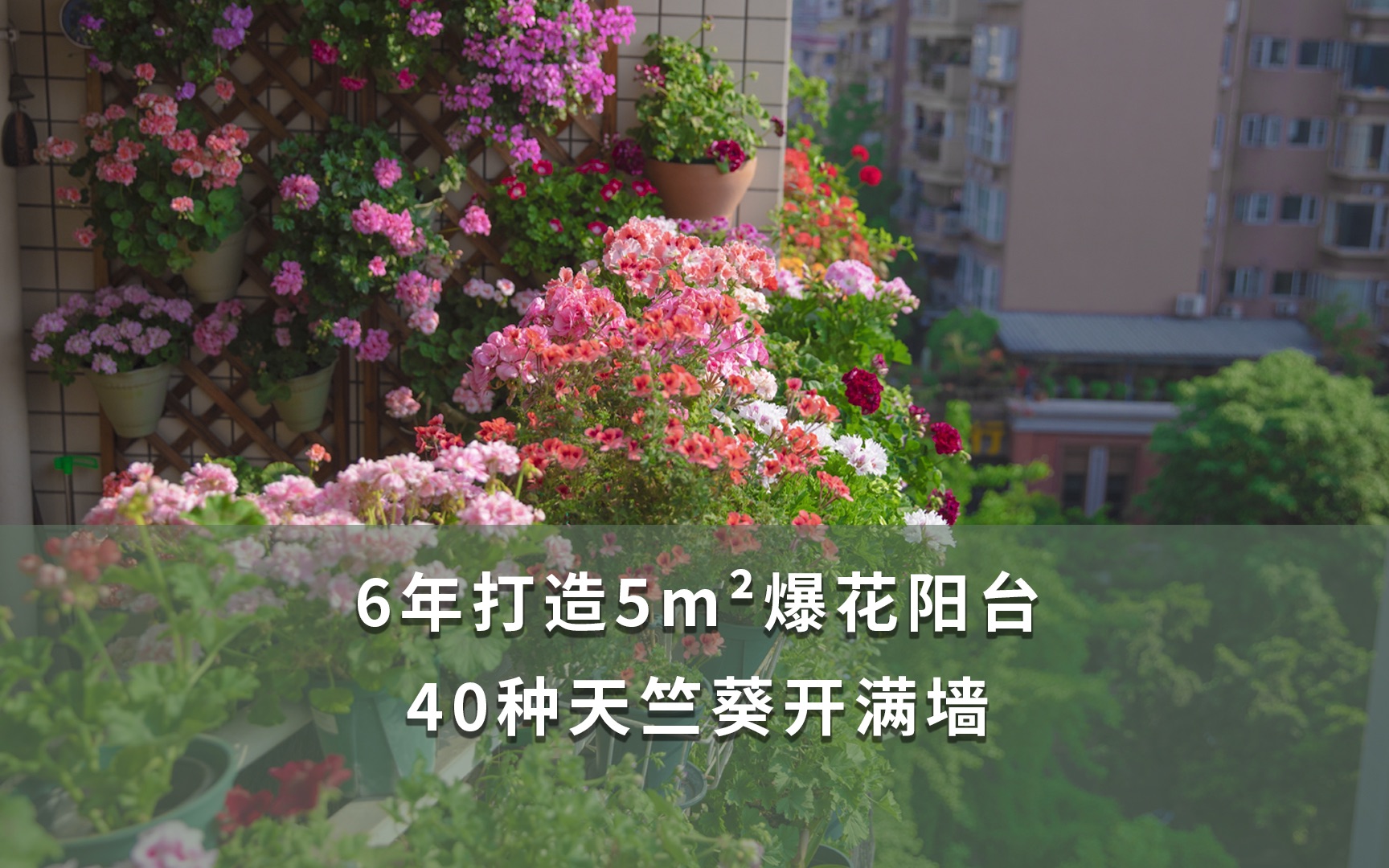 [图]【海妈花园访问】6年打造5m²爆花阳台 40种天竺葵开满墙