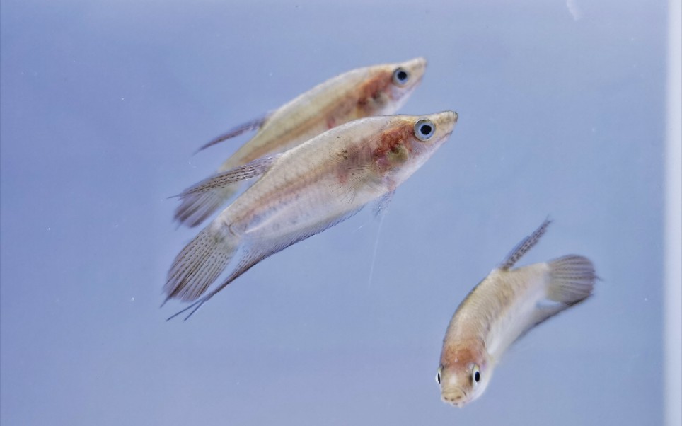 活动  条纹短攀鲈(trichopsis vittata )