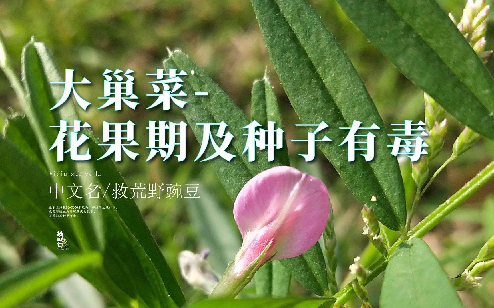 大巢菜花果期及种子有毒【救荒野豌豆】哔哩哔哩bilibili