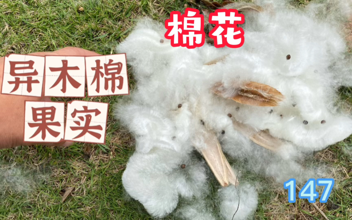 [图]异木棉的果实成熟了，棉絮飘飞散落，一位阿姨捡回家做枕头