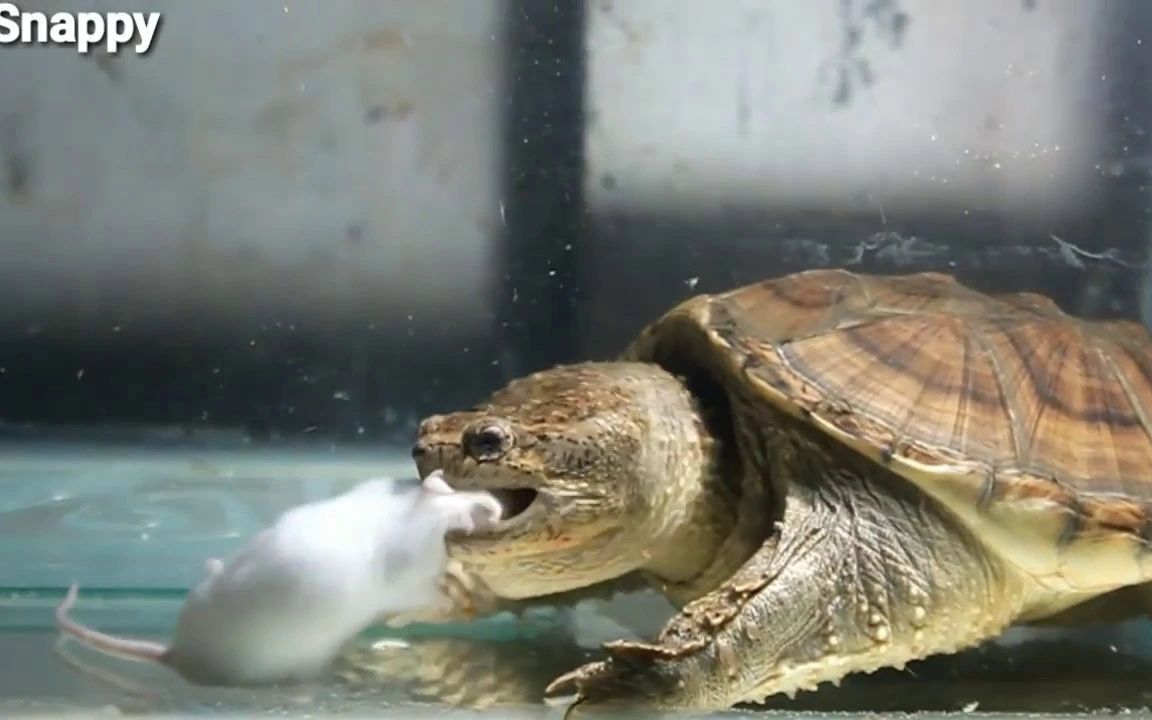 把一只活老鼠放在鳄龟面前会怎样?卧槽当场被肢解吞噬!