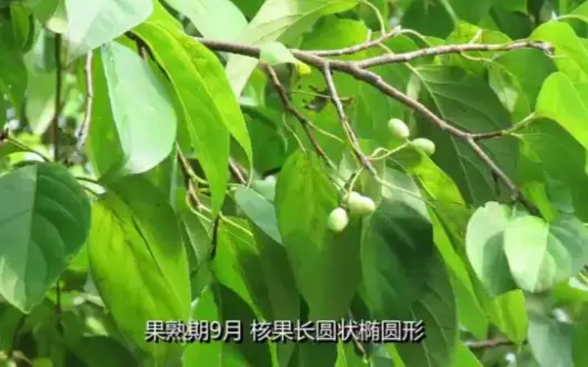 蓝果树（学名：Nyssa sinensis Oliv.）是蓝果树科，蓝果树属落叶乔木 