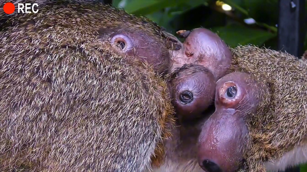 小松鼠身上寄生了这么多马蝇幼虫不可思议!