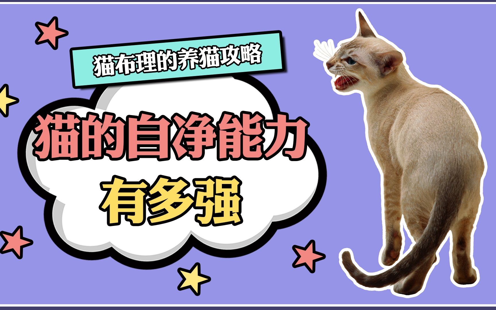 猫咪的自净能力究竟有多强?哔哩哔哩bilibili