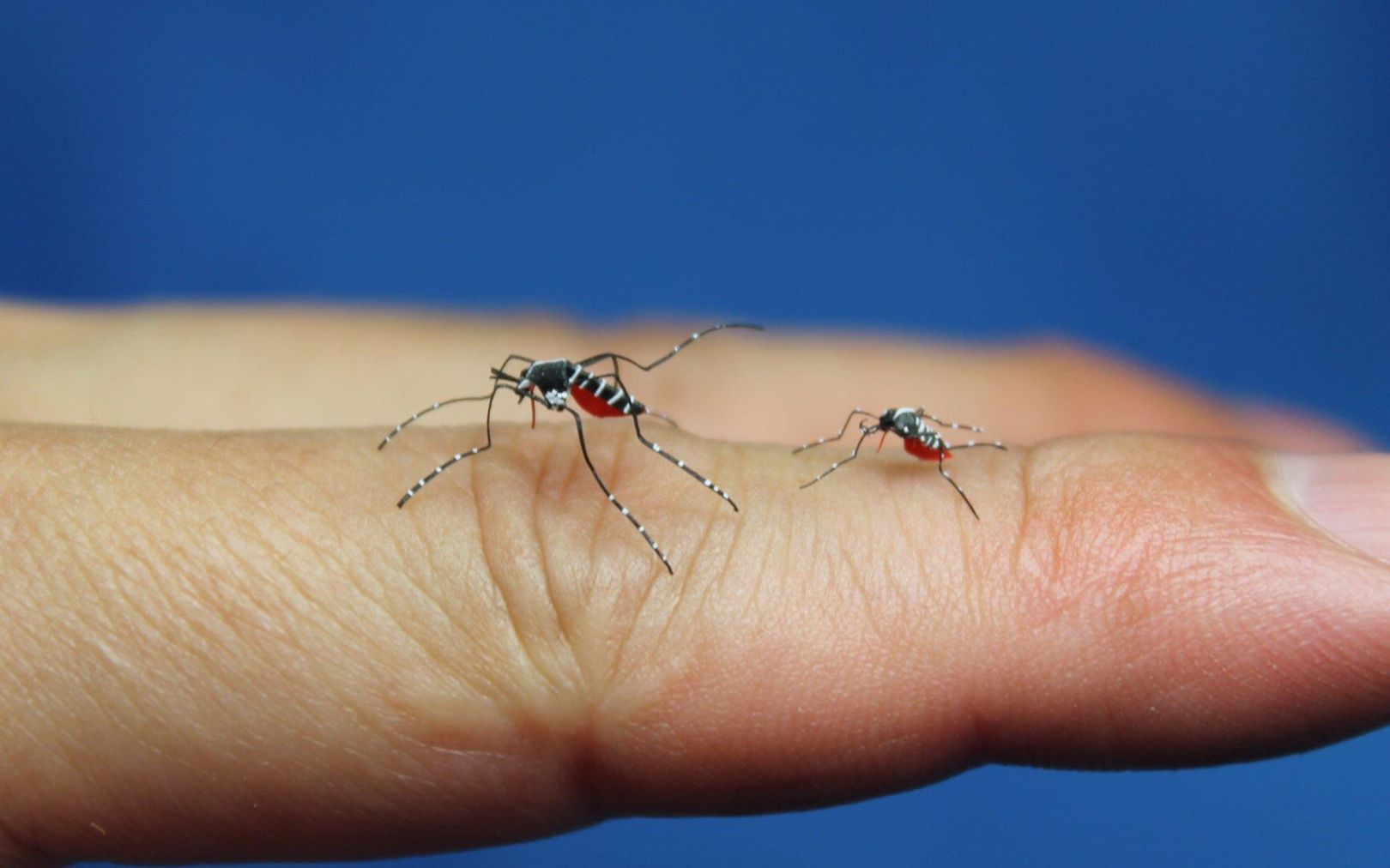 蚊子,为什么吸入人体各种血型后,不会死亡?