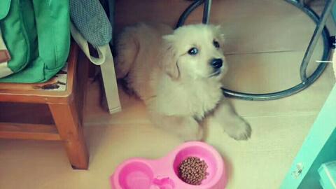 又一次在大型犬的天国汇合 金毛bisuke物语 哔哩哔哩