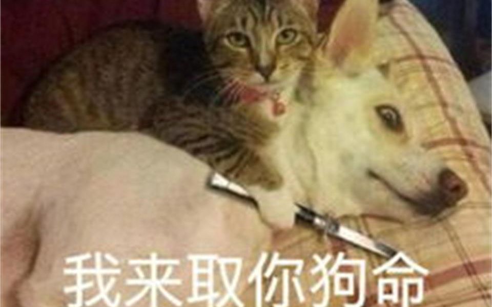 老猫复盘第14期 神秘粉丝,在线暴打老猫!?哔哩哔哩bilibili