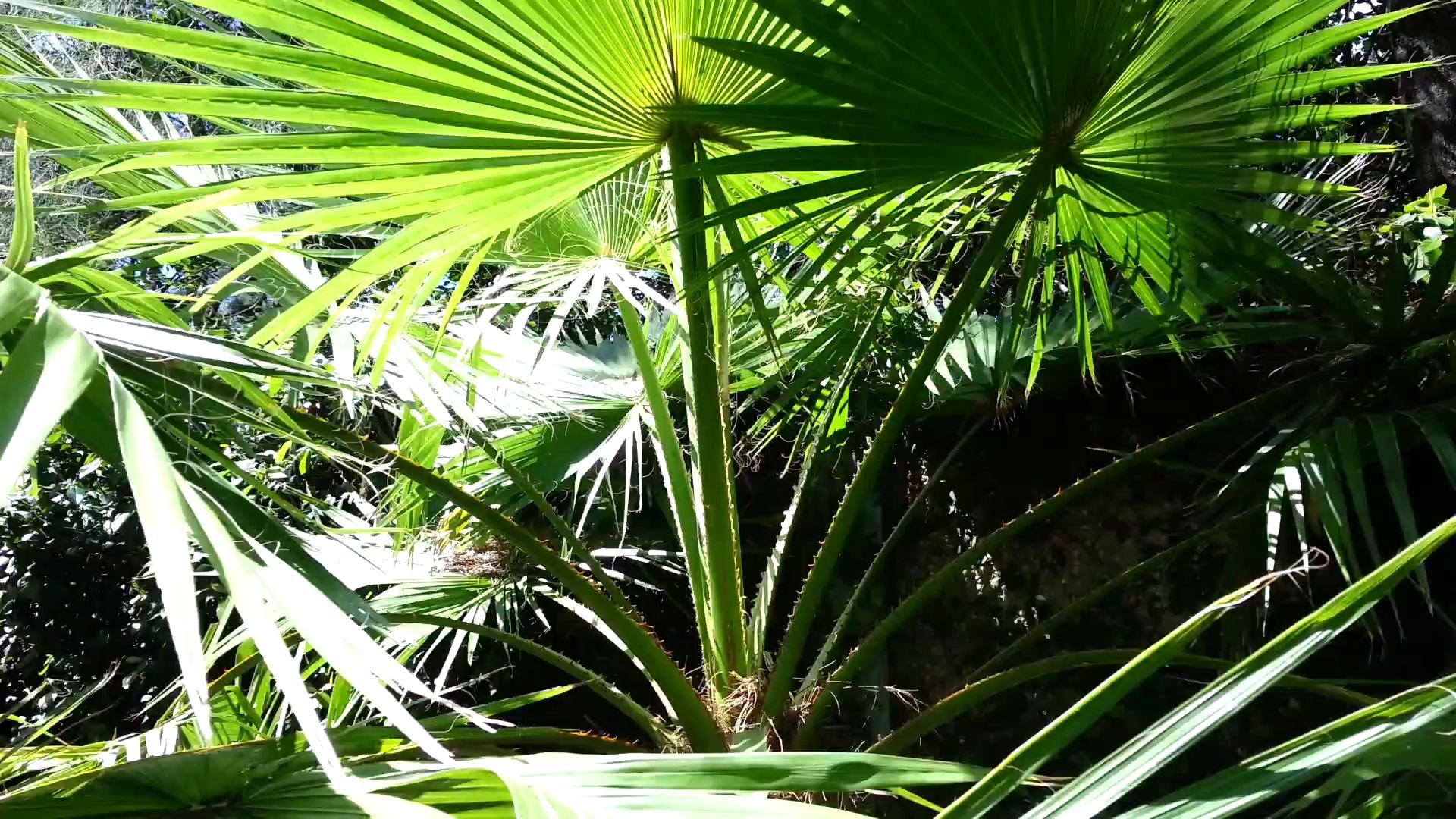 大丝葵(mexican fan palm tree - washingtonia robusta hd 02)_哔哩