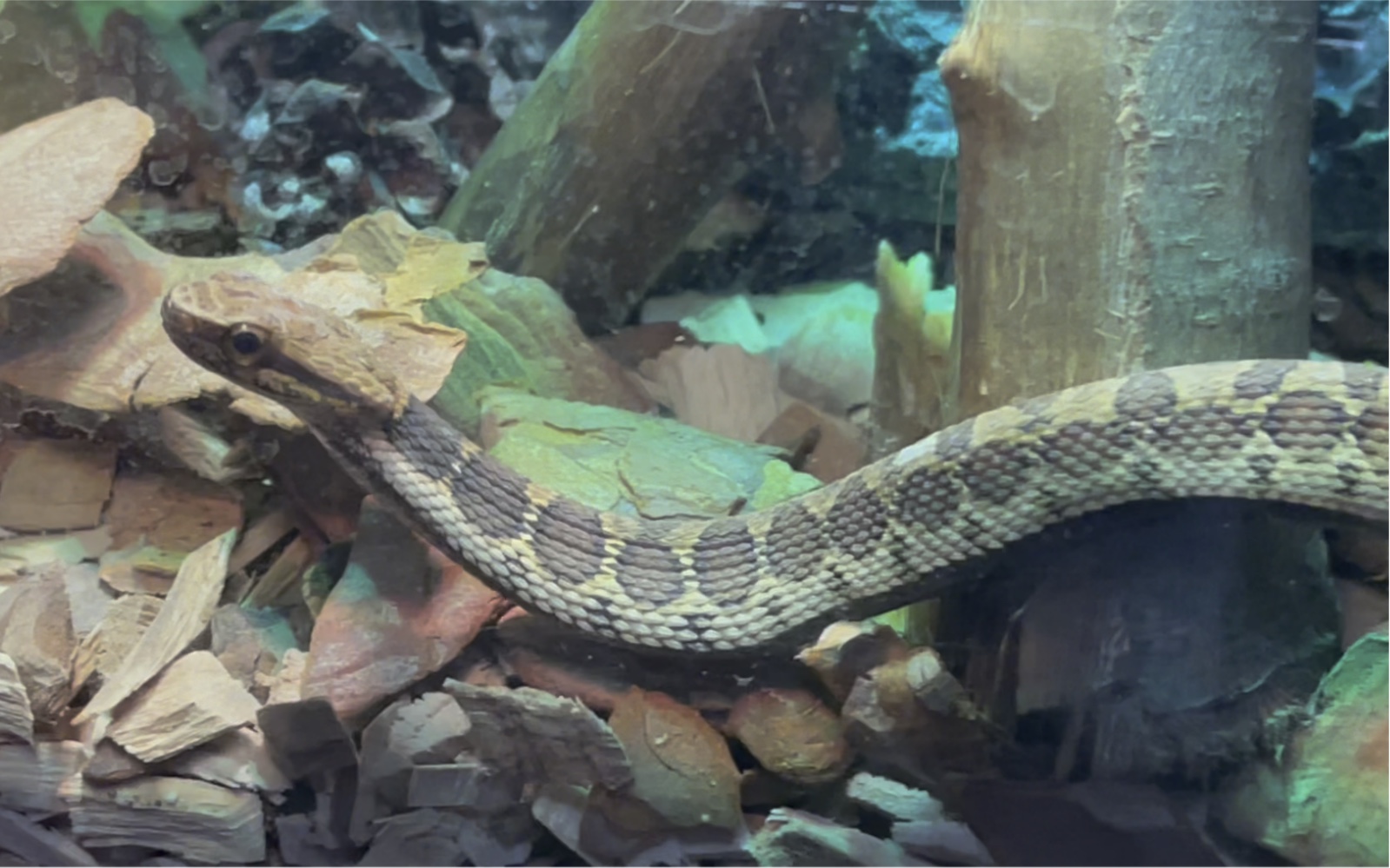 【颈棱蛇/丽斑麻蜥/东方蝾螈】这种感觉真好