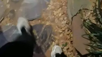 南京工业大学 沉浸式翻山（西苑那的小坡）