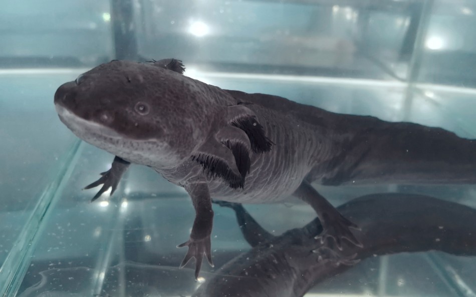 六角恐龙鱼或于活跃的日常