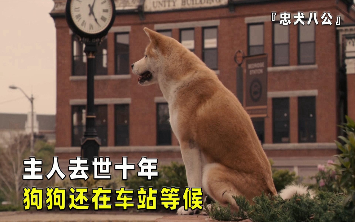 主人去世十年,狗狗还在车站等候,真实事件改编的电影:忠犬八公