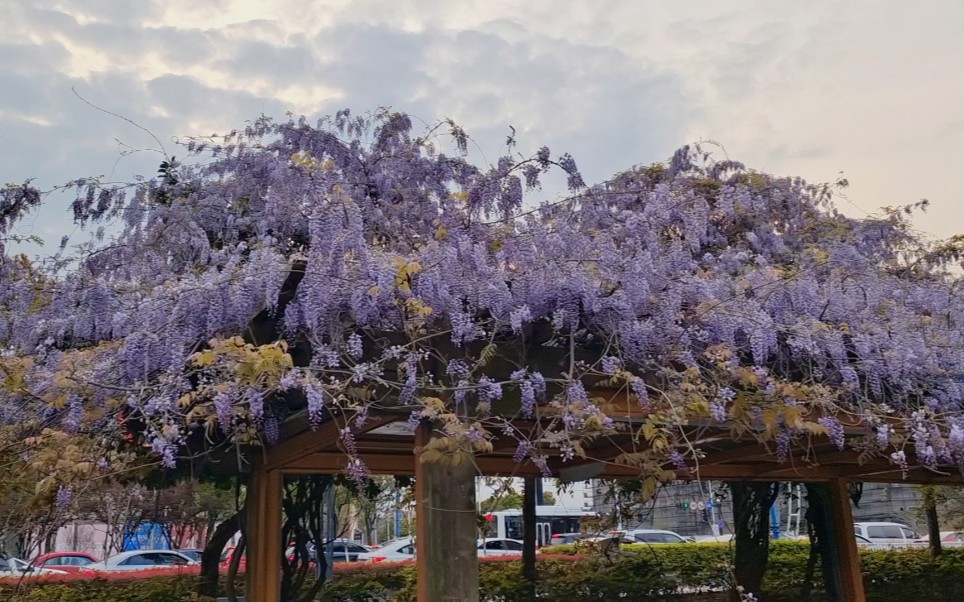 [图]寻一廊紫藤花开，闻闻春天的味道