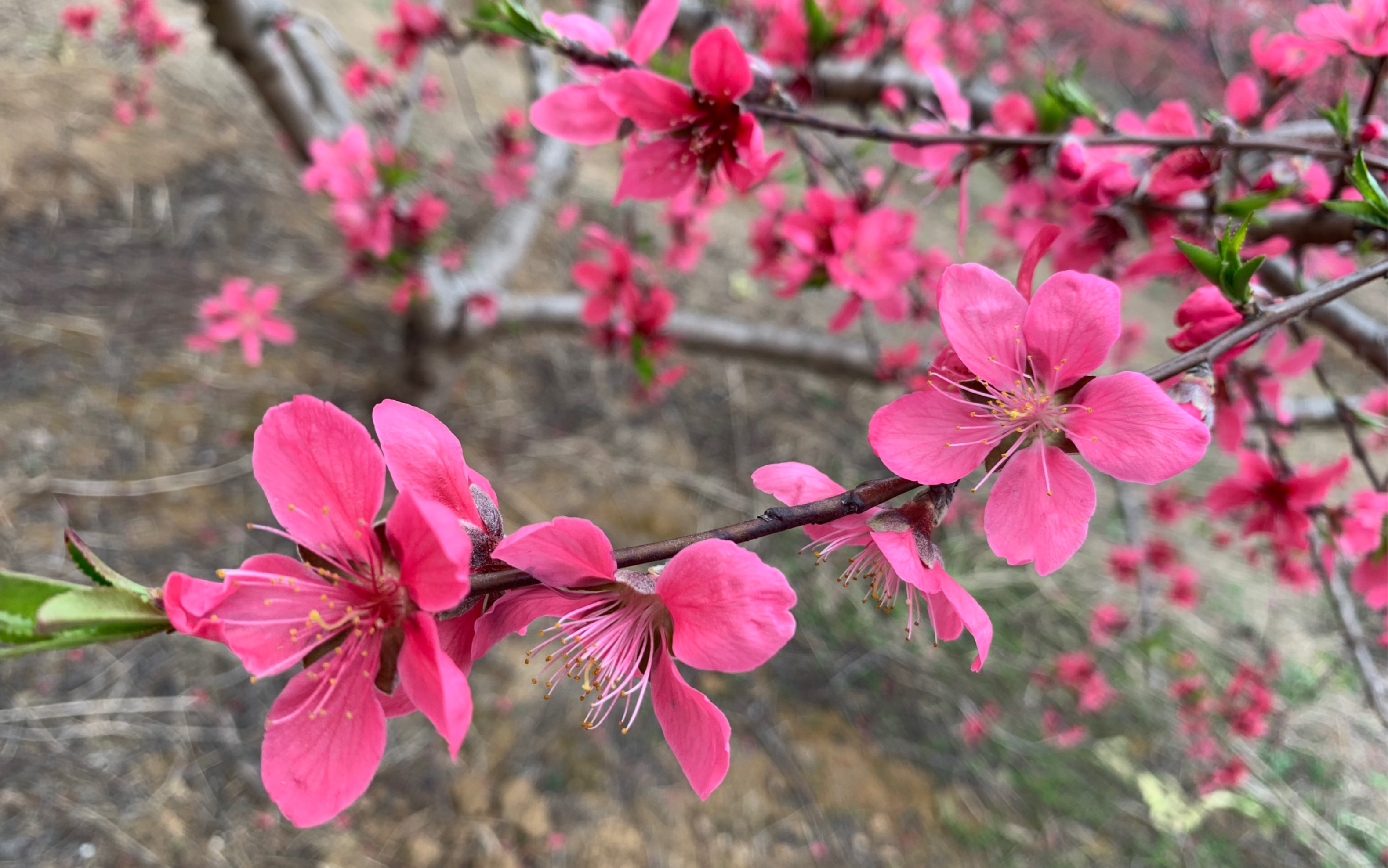 桃花朵朵压满枝 待到六月鹰嘴桃