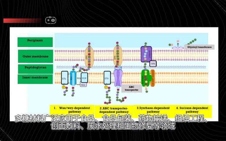 每日一合成生物学进展 2021.12.14 微生物多糖的合成与应用研究进展哔哩哔哩bilibili