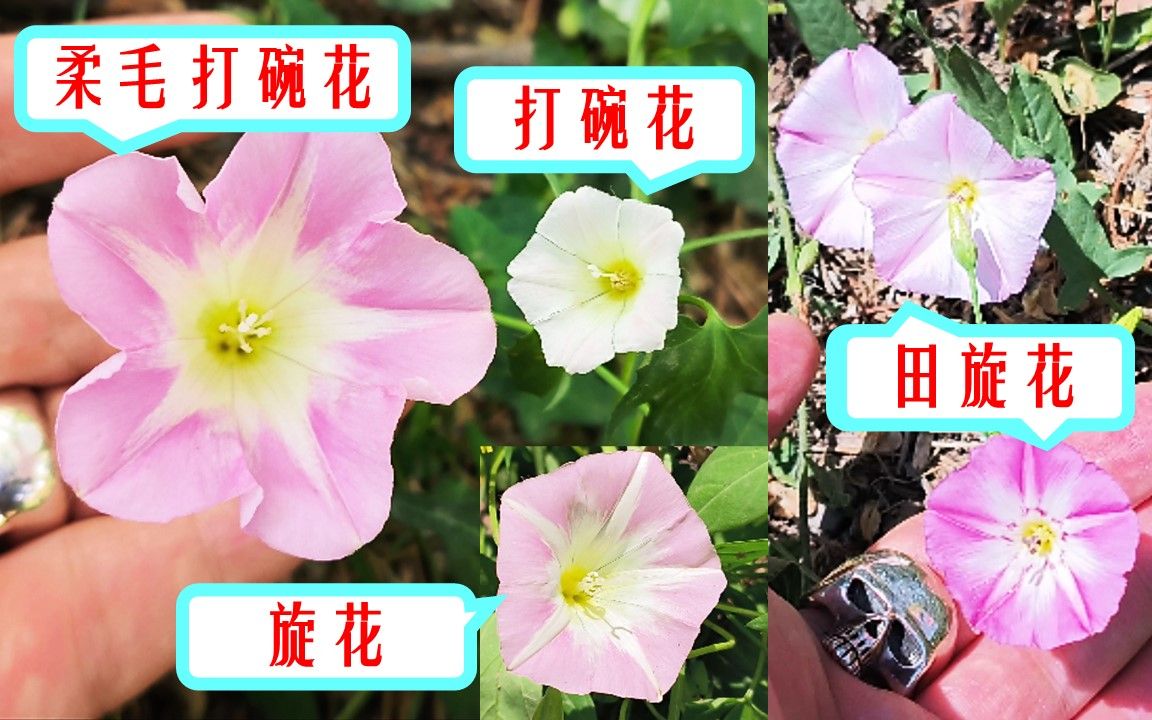 013【柔毛打碗花|打碗花|旋花|田旋花】一次讲清楚四种花的区别【北京野花集】哔哩哔哩bilibili