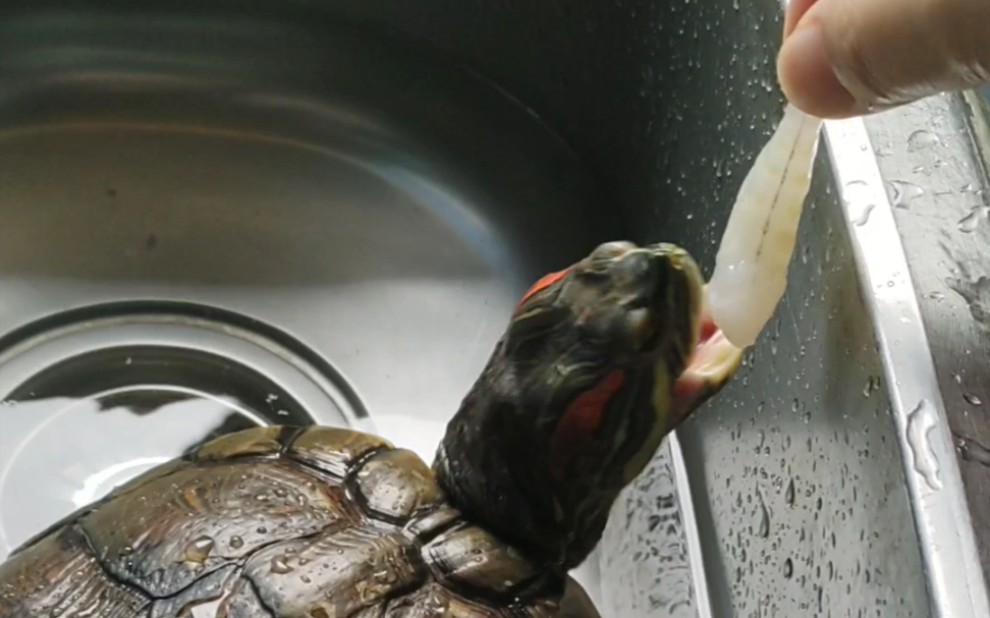 小乌龟吃大头虾一口吞