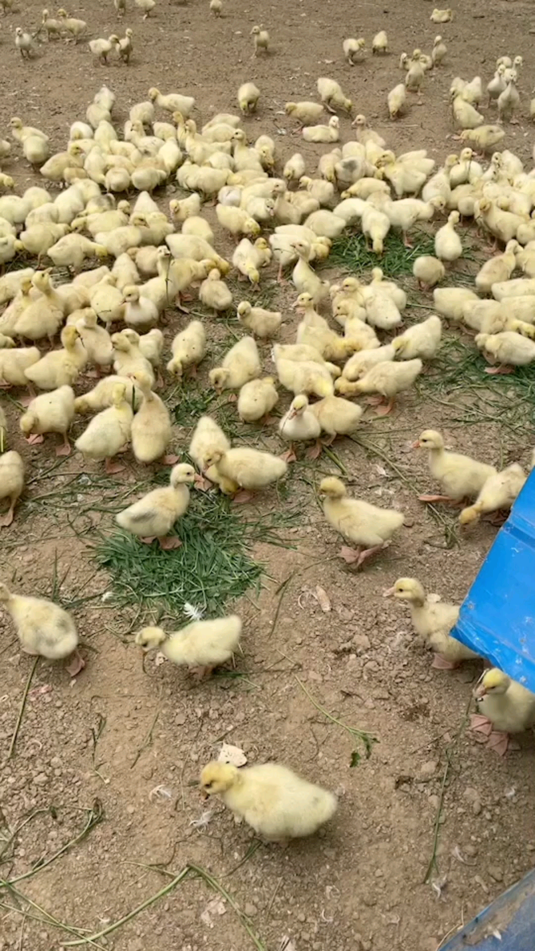 鹅养鹅小鹅痛风怎么治疗小鹅