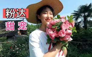 Descargar video: 粉色达芬奇，粉色藤本月季里属它花朵最耐晒耐雨