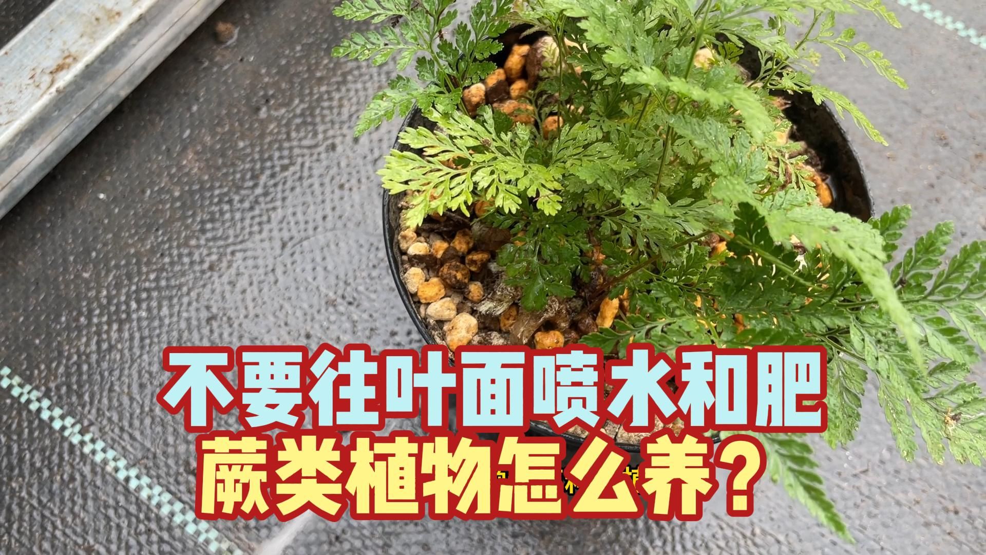 蕨类植物怎么养?蕨类植物怎么浇水?哔哩哔哩bilibili