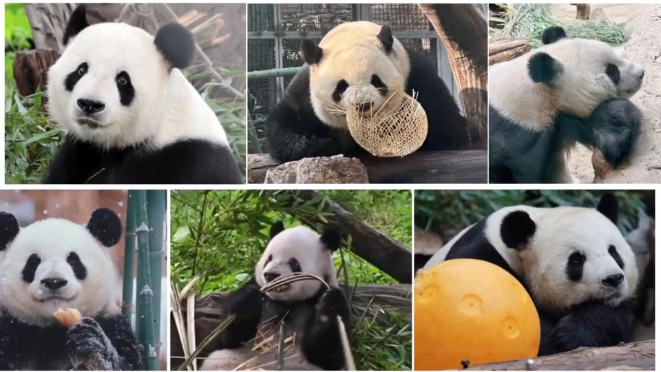 北京动物园:熊猫团子来啦!