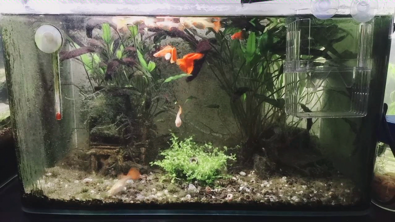 白子大红袍 孔雀鱼_哔哩哔哩 (゜-゜)つロ 干杯~-bilibili