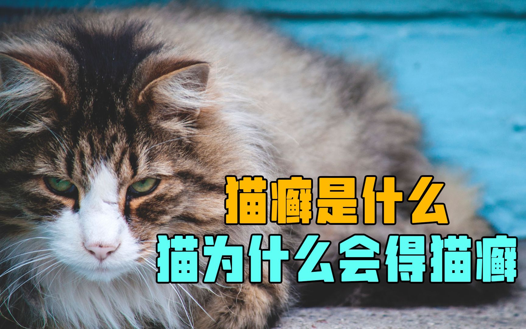 猫癣是什么?猫为什么会得猫癣?得了猫癣该如何治疗哔哩哔哩bilibili