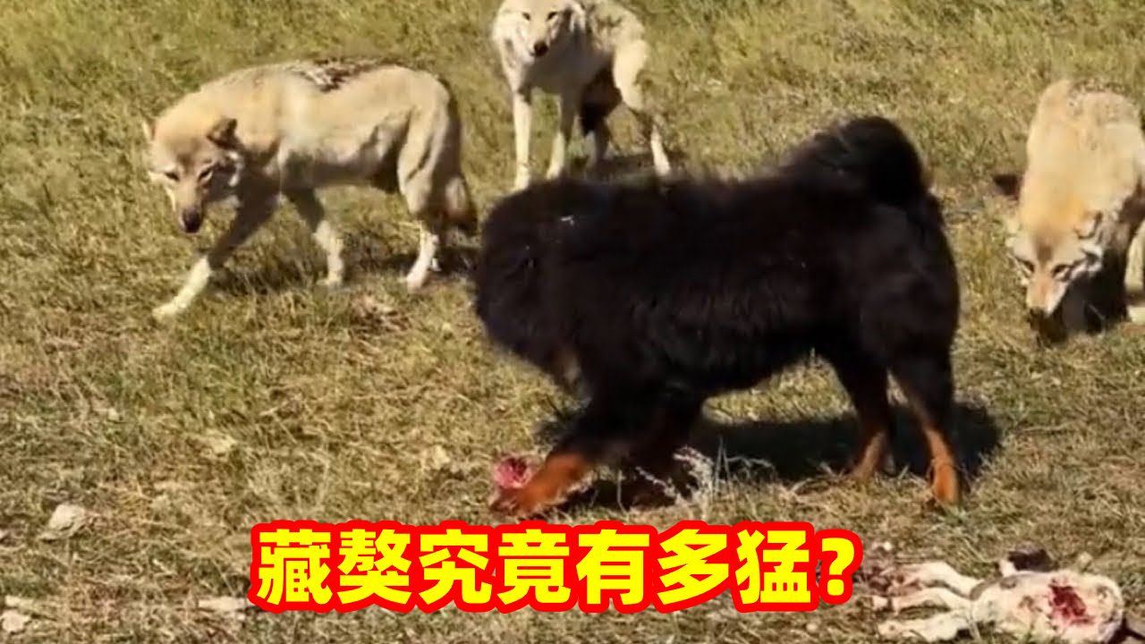 北美灰狼vs藏獒图片