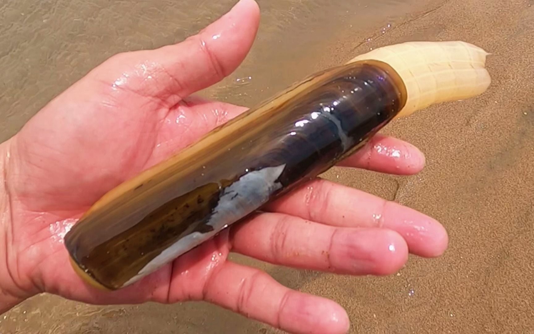 在沙滩上找到好多"蛏王"呼吸孔,比手掌都大,一会挖六七根