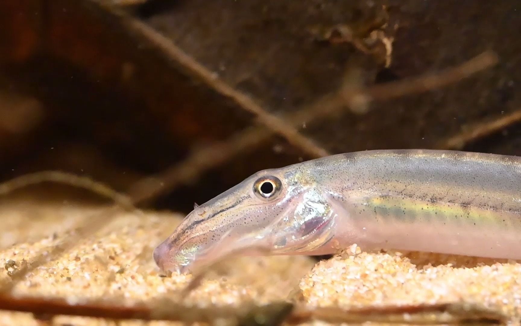 【马面鳅/小刺眼鳅】潜伏在沙中的大长脸_哔哩哔哩_bilibili