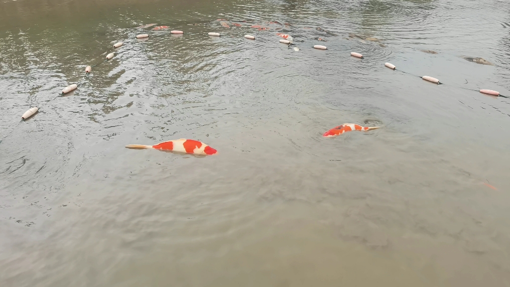 池塘起一批鱼,大的继续下塘养,小的单色鲤上塘