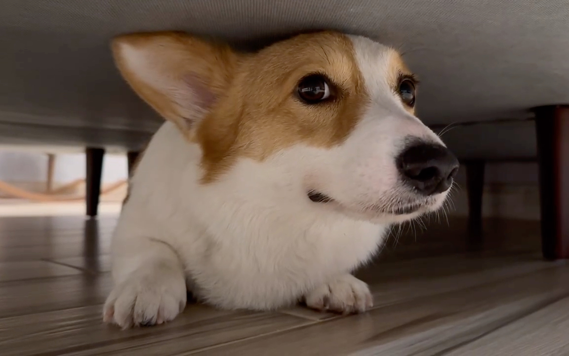 喜欢趴床底的柯基