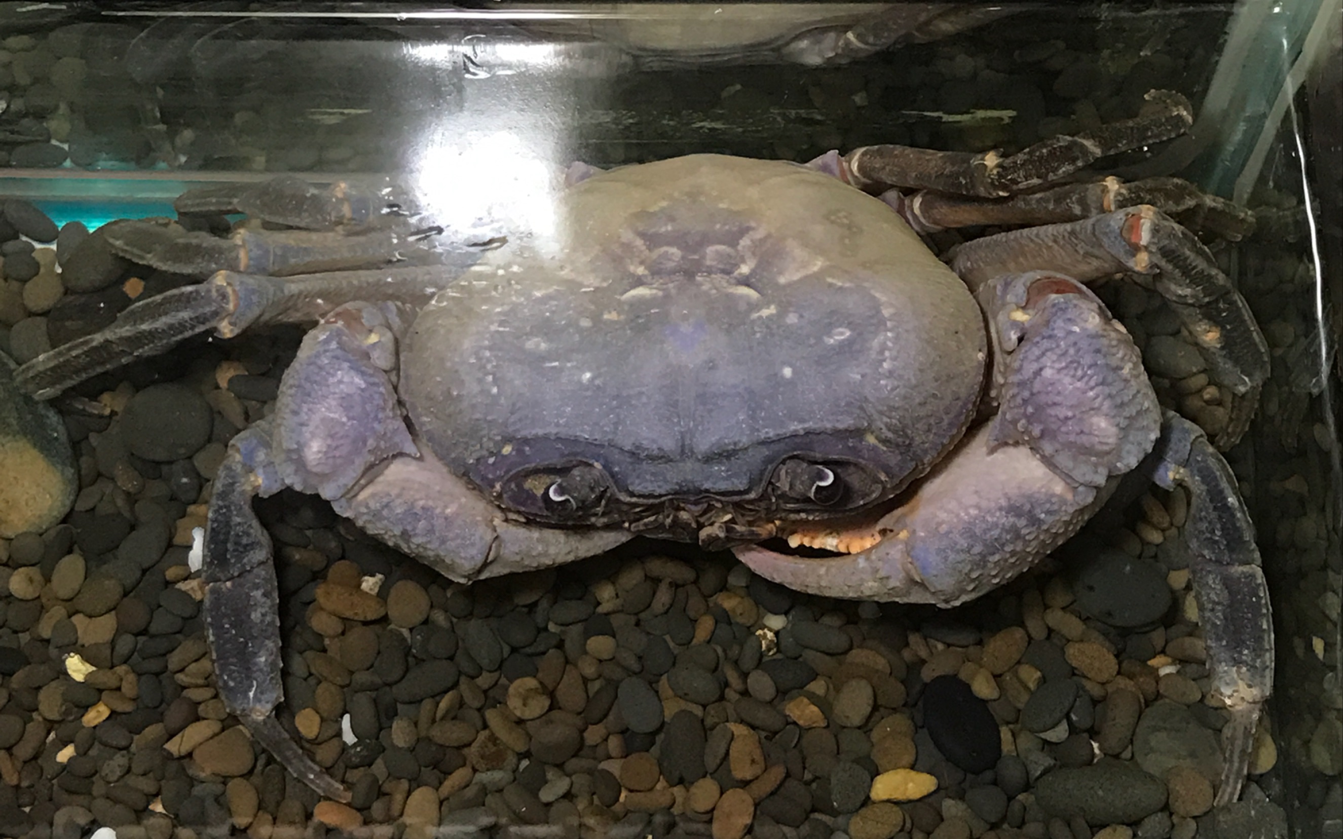 暴躁的印支溪蟹