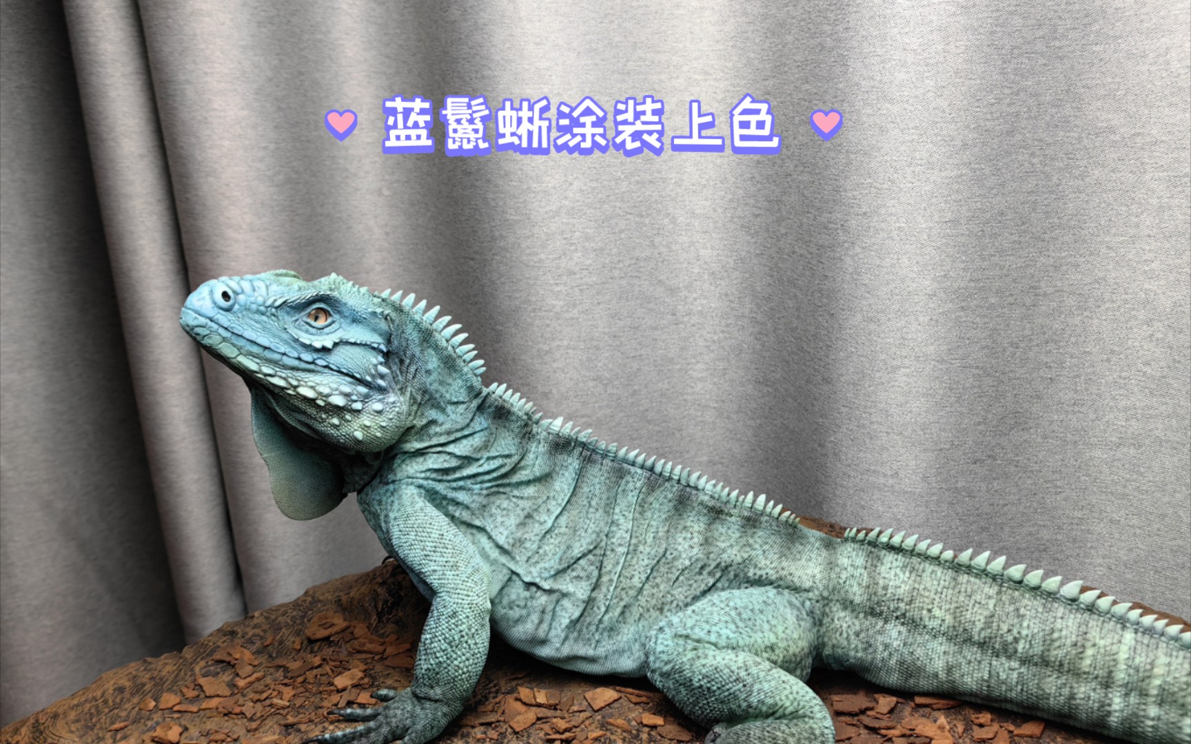 蓝鬣蜥涂装