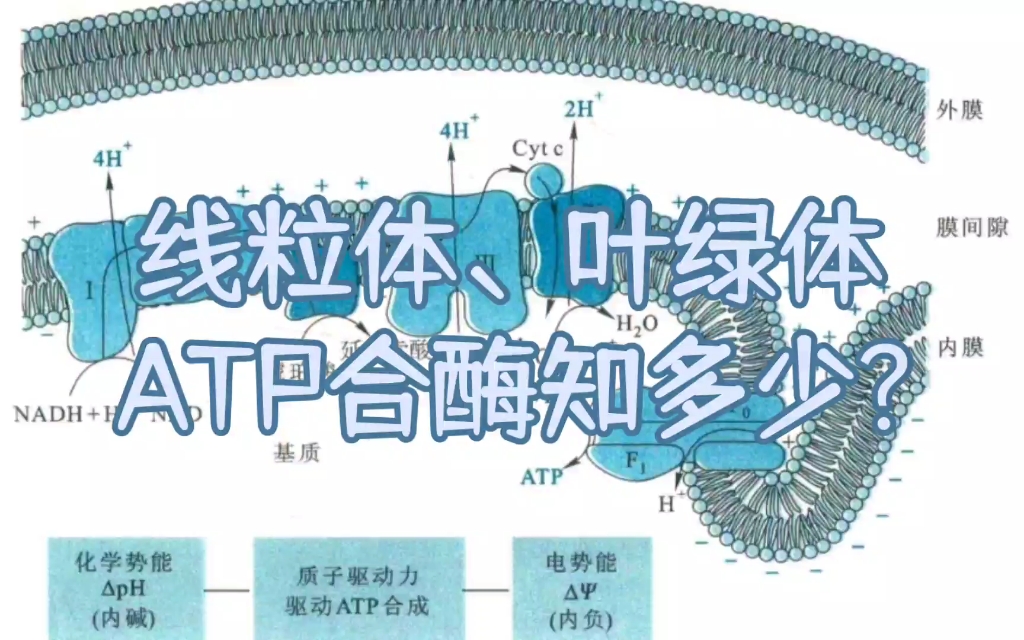 线粒体ATP图片