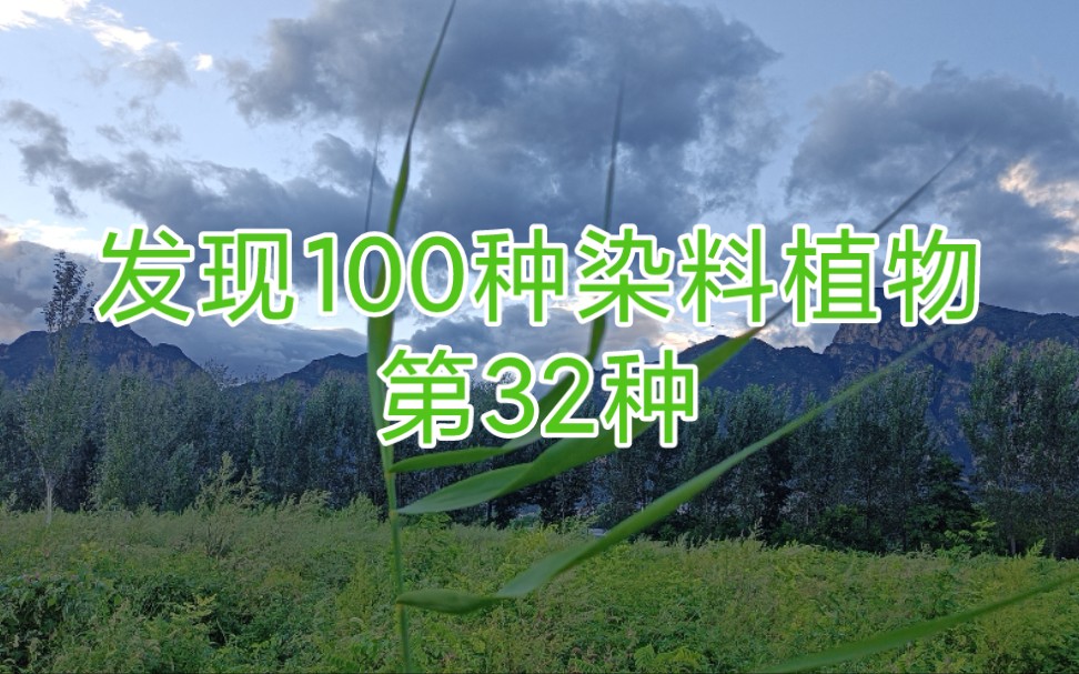 发现100种染料植物,第32种.哔哩哔哩bilibili