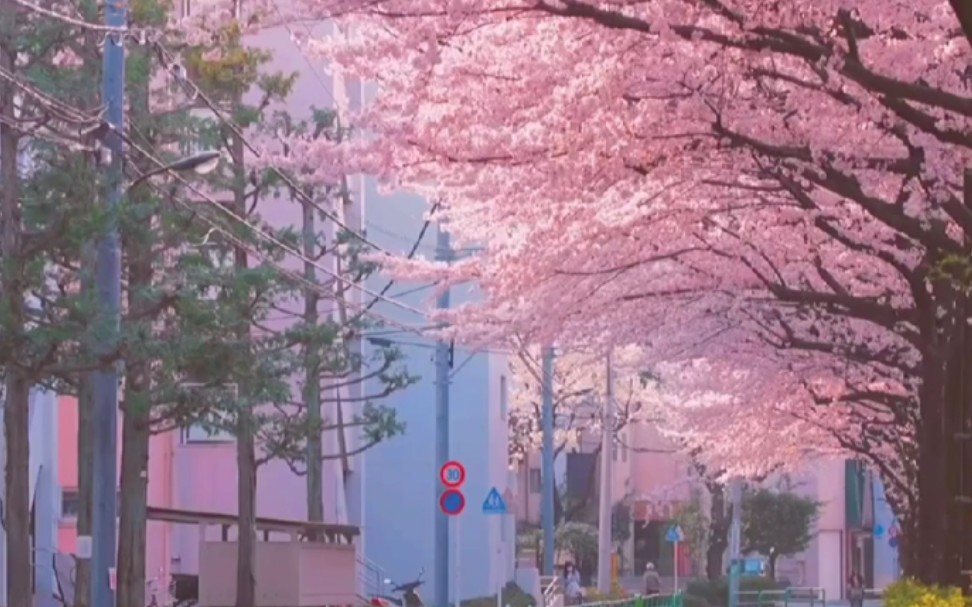 [图]【一起来看樱花雨】