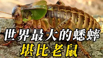 全世界最大的10种蟋蟀，第三名超越手掌宽度！第一名比苍蝇大百倍，堪比成人小胳膊！