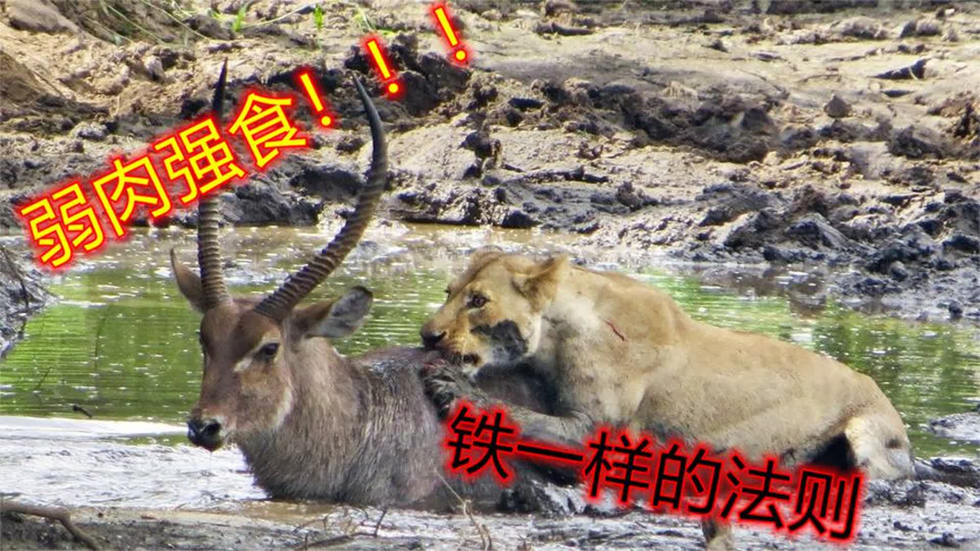 弱肉强食:顶级捕食者也有胆怯的时候,成功率不足半成!