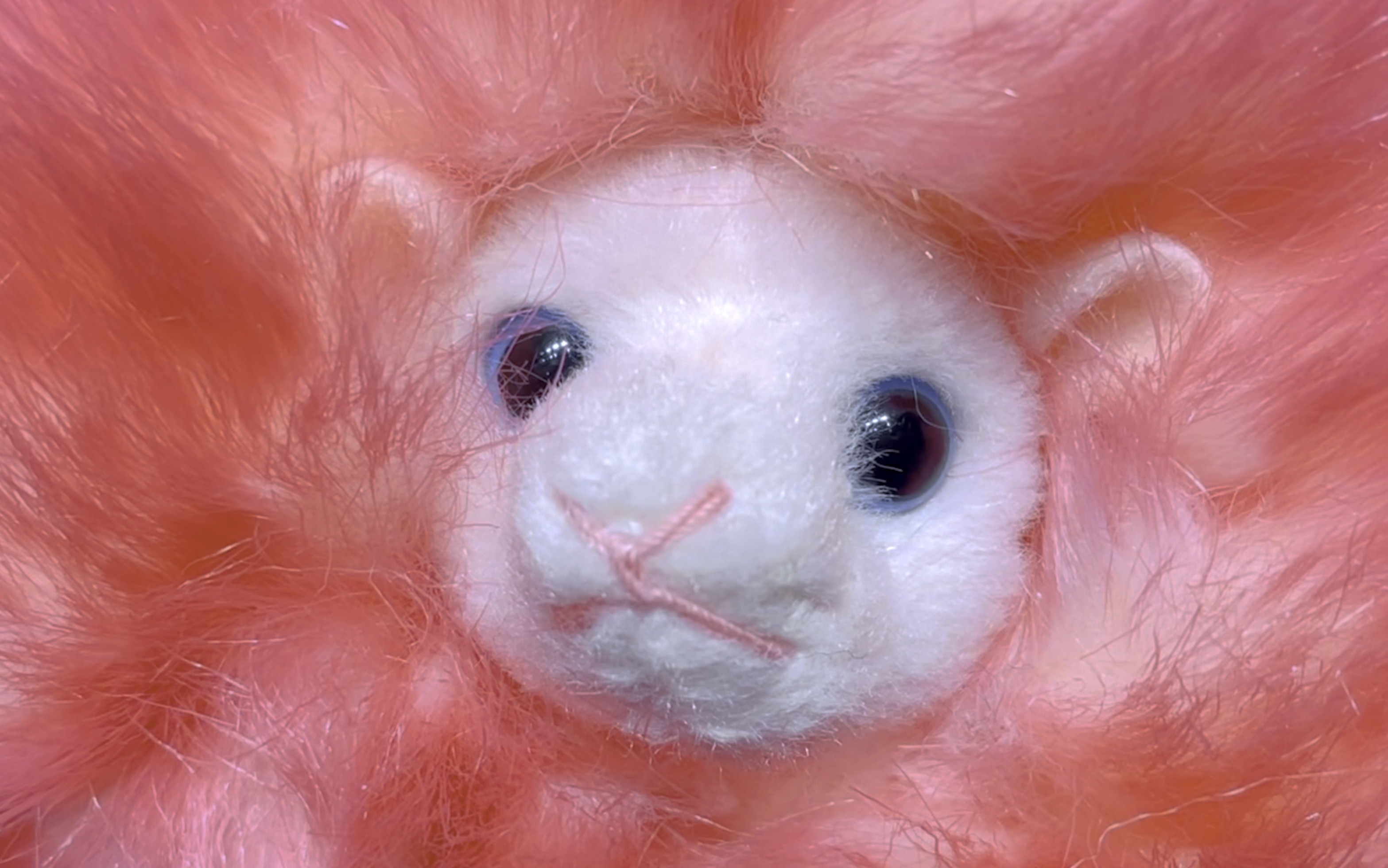 原来蒲绒绒叫起来是这个声音～噗噜噜_哔哩哔哩_bilibili