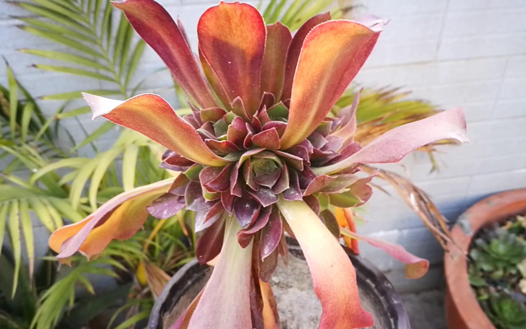 大猫多肉:紫羊绒(秋天插的小单头)