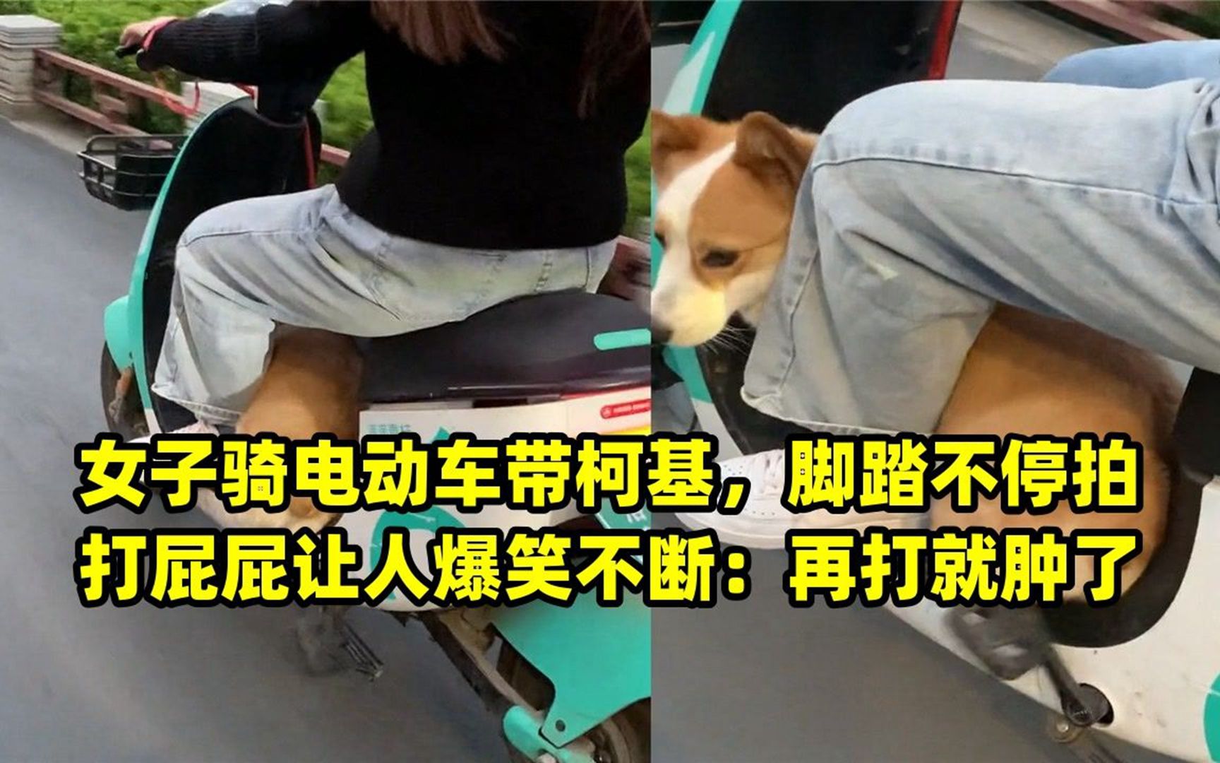 女子骑电动车带柯基,脚踏不停拍打屁屁让人爆笑不断:再打就肿了