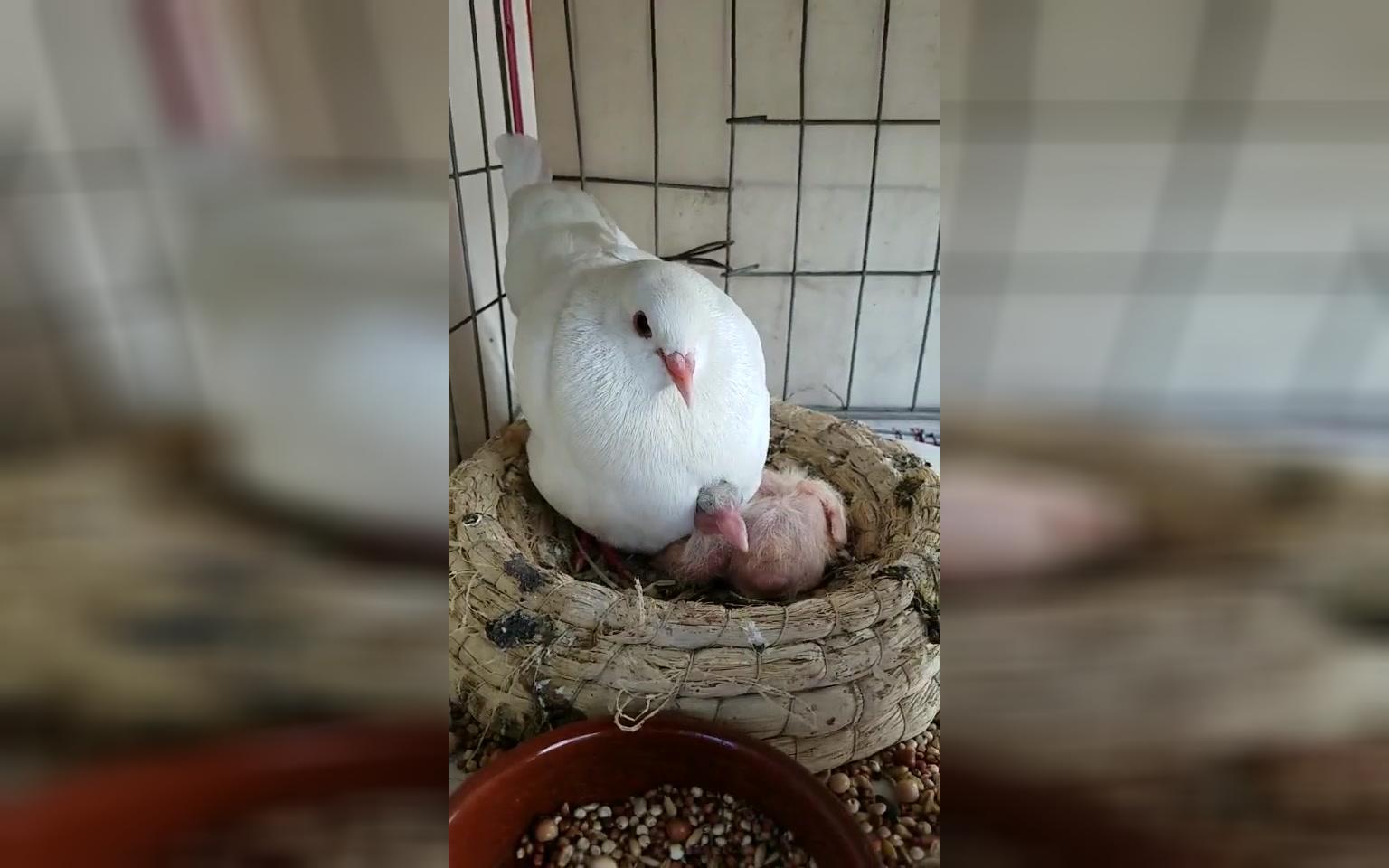 鸽子妈妈尽职尽责守护着小鸽子宝宝